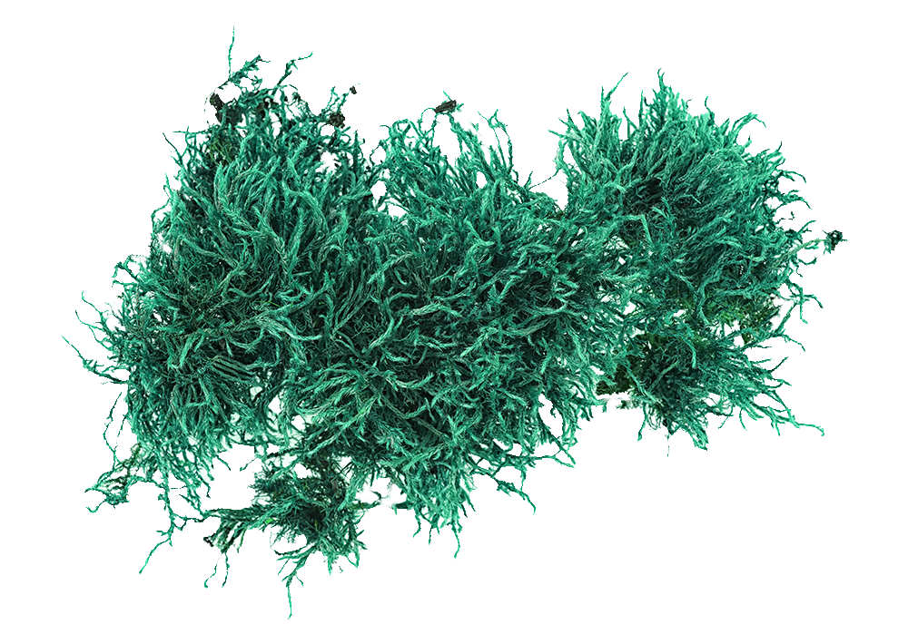 Moss2